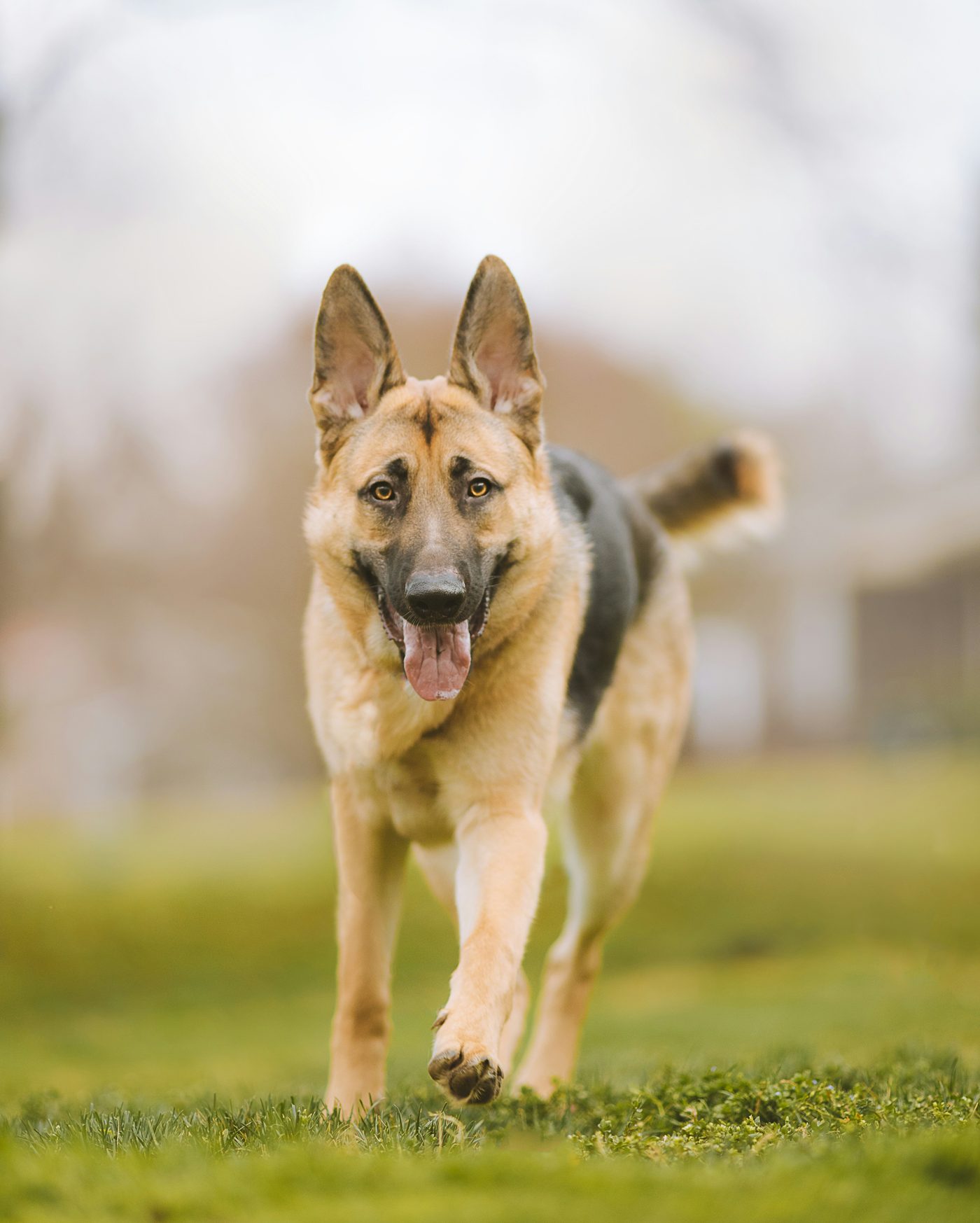 Security dog on a private estate
